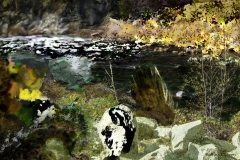 Another variation off the original digital altered photo named "Along the Feather River"